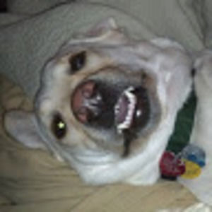 Meet your Posher, Will